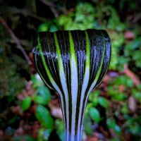 Arisaema leschenaultii Blume